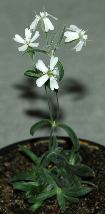 Silene stenophylla, dyrket fram fra en 30 000 år gammel umoden frukt. (Foto: Proceedings of the National Academy of Sciences) Silene stenophylla, dyrket fram fra en 30 000 år gammel umoden frukt. (Foto: Proceedings of the National Academy of Sciences)