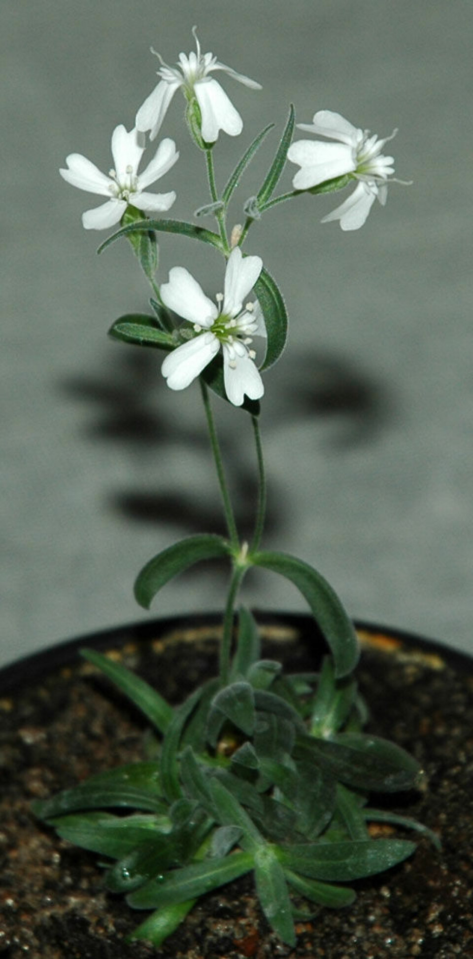 Silene stenophylla, dyrket fram fra en 30 000 år gammel umoden frukt. (Foto: Proceedings of the National Academy of Sciences)
