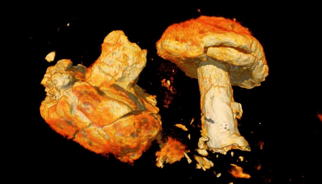 Dette er en CT-scan av naglene som satt i bordgangene i Gjellestad-skipet. Det ser ut som sopp, men er altså nagler. Dette er en CT-scan av naglene som satt i bordgangene i Gjellestad-skipet. Det ser ut som sopp, men er altså nagler.