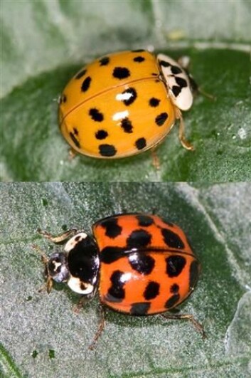 Harlekinmarihøne (Harmonia axyridis) er en fremmed art i Norge og står på svartelista. (Foto: Arnstein Staverløkk/NINA) Harlekinmarihøne (Harmonia axyridis) er en fremmed art i Norge og står på svartelista. (Foto: Arnstein Staverløkk/NINA)
