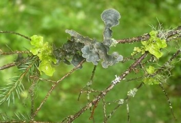 Fra venstre: Lungenever (Lobaria pulmonaria), vrengelav (Nephroma sp.) og skrubbenever (Lobaria scrobiculata). (Foto: Olga Hilmo) Fra venstre: Lungenever (Lobaria pulmonaria), vrengelav (Nephroma sp.) og skrubbenever (Lobaria scrobiculata). (Foto: Olga Hilmo)