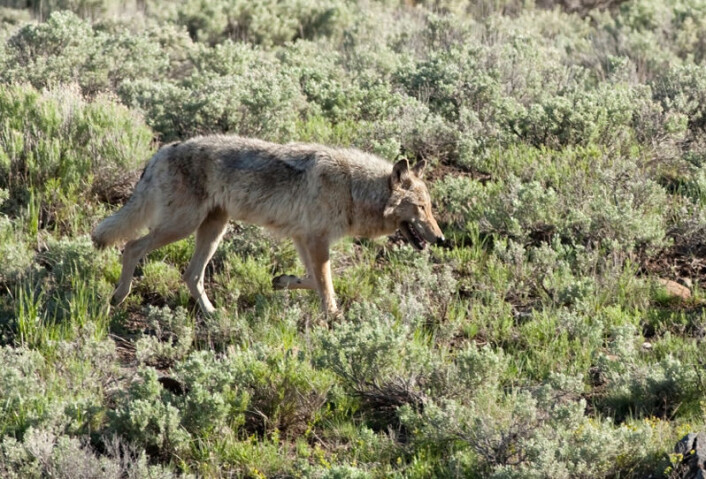 Ulv i Yellowstone nasjonalpark, som nå har en levedyktig bestand av ulv. Det har påvirket hele økosystemet i nasjonalparken. (Foto: iStockphoto) Ulv i Yellowstone nasjonalpark, som nå har en levedyktig bestand av ulv. Det har påvirket hele økosystemet i nasjonalparken. (Foto: iStockphoto)