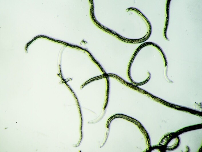 Nematoden Rotylenchus buxophilus er nylig påvist i Norge på importerte planter av buksbom. (Foto: Christer Magnusson) Nematoden Rotylenchus buxophilus er nylig påvist i Norge på importerte planter av buksbom. (Foto: Christer Magnusson)