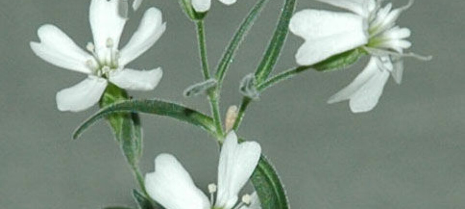 Silene stenophylla, dyrket fram fra en 30 000 år gammel umoden frukt. Proceedings of the National Academy of Sciences