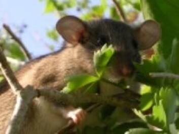 En Key Largo-skogsrotte (Key Largo woodrat) (Foto: U.S. Fish and Wildlife Service) En Key Largo-skogsrotte (Key Largo woodrat) (Foto: U.S. Fish and Wildlife Service)