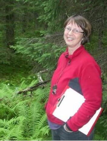 Olga Hilmo i nordtrøndersk regnskog. (Foto: NTNU) Olga Hilmo i nordtrøndersk regnskog. (Foto: NTNU)