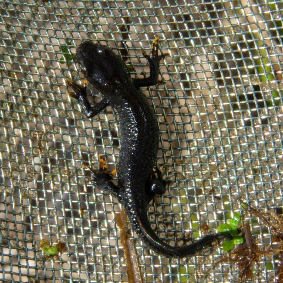 Storsalamander (Triturus cristatus). (Foto: Morten Günther)