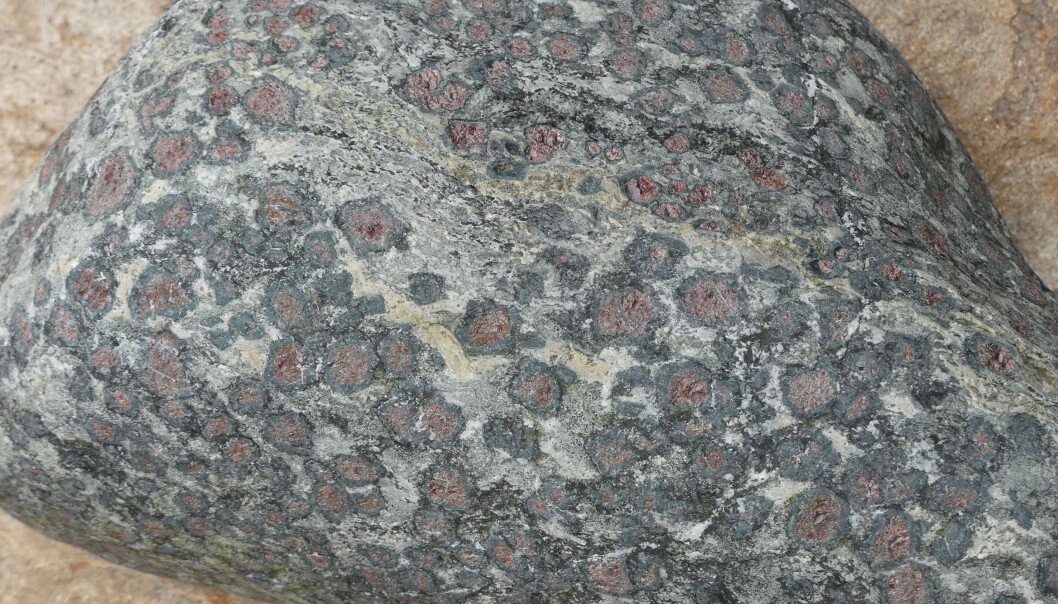 Korona av amfibol rundt mineralet granat. Granaten opptrer som små røde kuler, og den svarte amfibolen dannes under omvandling på korngrensene rundt granat. Prøven er fra Hustadvika i Møre og Romsdal. (Foto: Ane K. Engvik) Korona av amfibol rundt mineralet granat. Granaten opptrer som små røde kuler, og den svarte amfibolen dannes under omvandling på korngrensene rundt granat. Prøven er fra Hustadvika i Møre og Romsdal. (Foto: Ane K. Engvik)