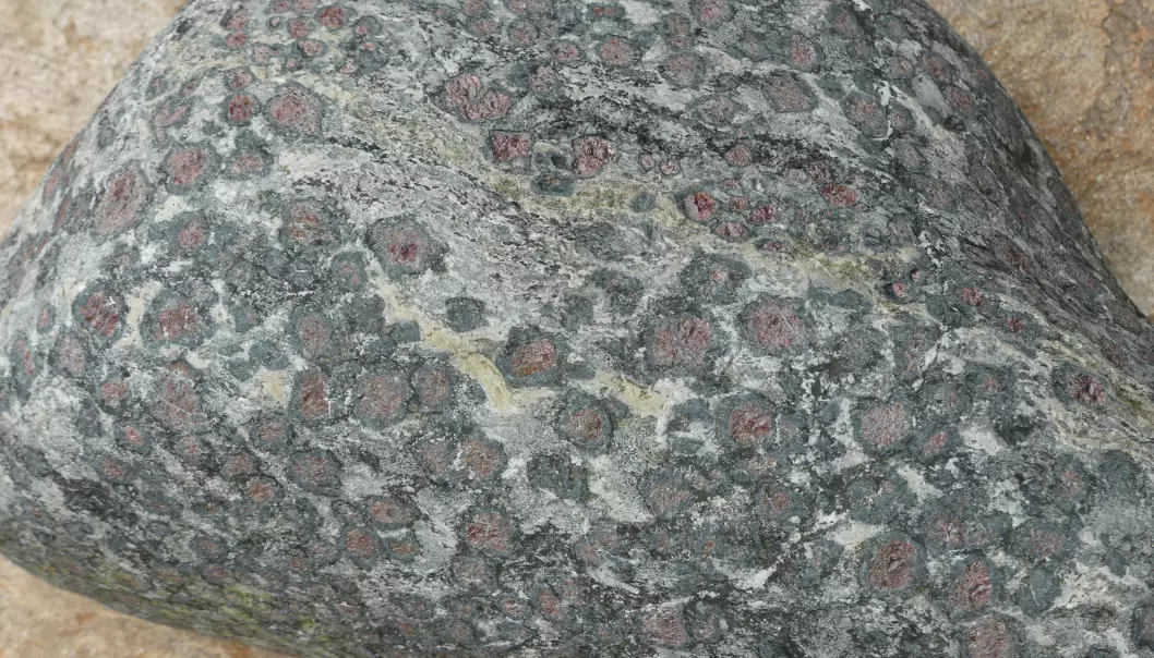 Korona av amfibol rundt mineralet granat. Granaten opptrer som små røde kuler, og den svarte amfibolen dannes under omvandling på korngrensene rundt granat. Prøven er fra Hustadvika i Møre og Romsdal. (Foto: Ane K. Engvik)