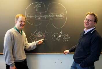 Medisinprofessor Niels Christian Danbolt har bedt matematikkprofessor Kenneth H. Karlsen om hjelp til å modellere signalkaoset i hjernen. (Foto: Yngve Vogt) Medisinprofessor Niels Christian Danbolt har bedt matematikkprofessor Kenneth H. Karlsen om hjelp til å modellere signalkaoset i hjernen. (Foto: Yngve Vogt)