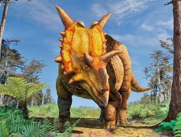 Slik ser en illustratør for seg at Xenoceratops foremostensis ville sett ut om du kom ansikt til ansikt med den i skogen. Formen er nok ganske riktig, mens fargene nok står for kunstnerens egen regning. (Foto: (Bilde: Julius Csotonyi)) Slik ser en illustratør for seg at Xenoceratops foremostensis ville sett ut om du kom ansikt til ansikt med den i skogen. Formen er nok ganske riktig, mens fargene nok står for kunstnerens egen regning. (Foto: (Bilde: Julius Csotonyi))