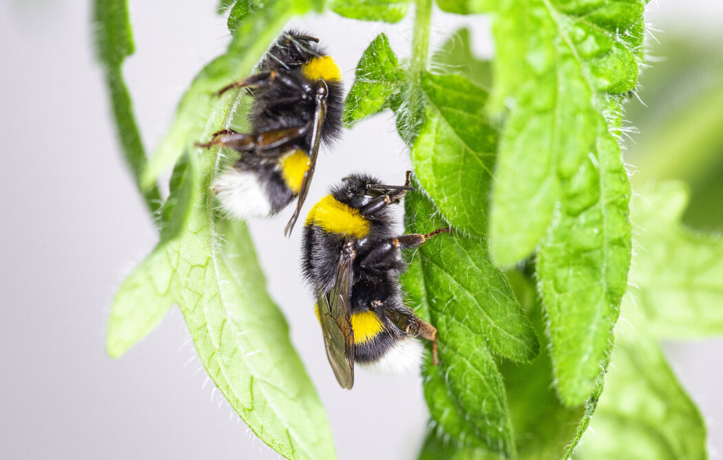 To jordhumler holder på med å bite hull i bladene til en tomatplante. Det gjør de fordi de er sultne. To jordhumler holder på med å bite hull i bladene til en tomatplante. Det gjør de fordi de er sultne.