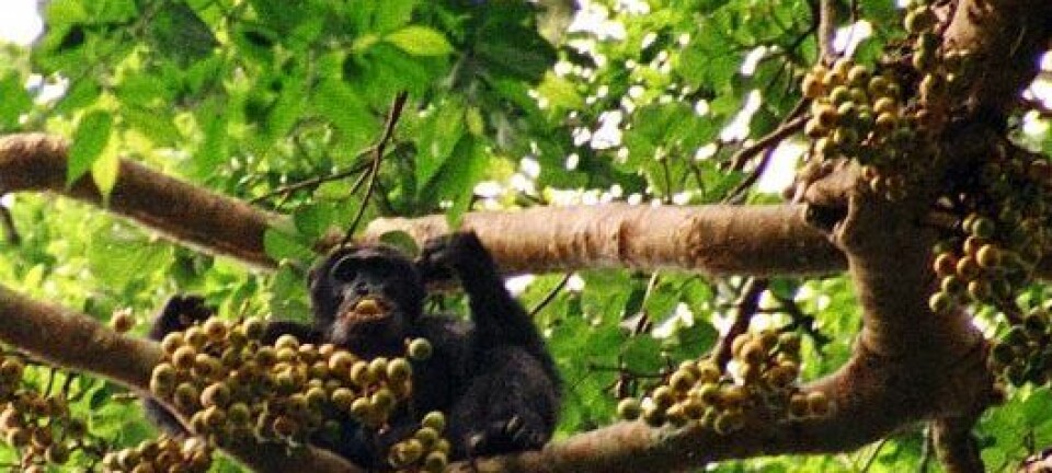 Sjimpanser og andre store aper spiser frukt, og sprer frøene via avføringen. Så når apene forsvinner, blant annet på grunn av jakt, er trærne også i fare. Drrobert/Wikimedia Creative Commons