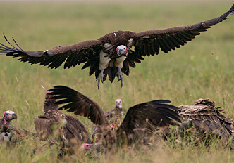 Vultures use hearing, not just vision, when looking for food