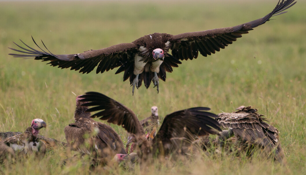 Lappet-faced vultures about to settle on a cadaver Lappet-faced vultures about to settle on a cadaver