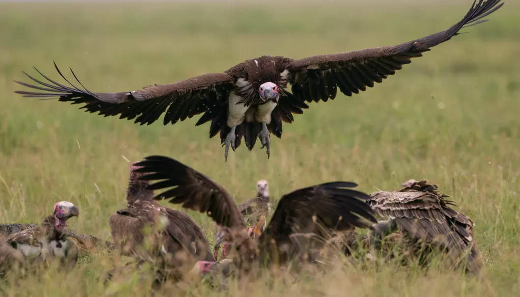 Lappet-faced vultures about to settle on a cadaver