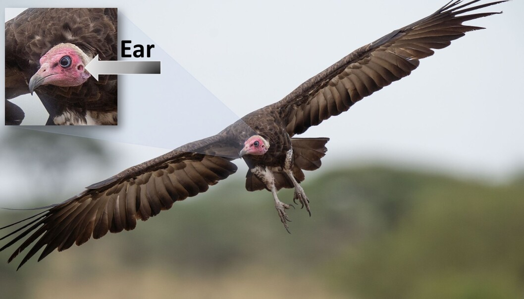 New research shows that the vulture uses hearing, and not just vision, when looking for food. This is a hooded vulture. New research shows that the vulture uses hearing, and not just vision, when looking for food. This is a hooded vulture.