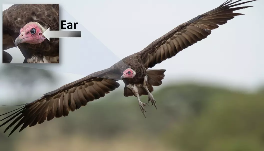 New research shows that the vulture uses hearing, and not just vision, when looking for food. This is a hooded vulture.