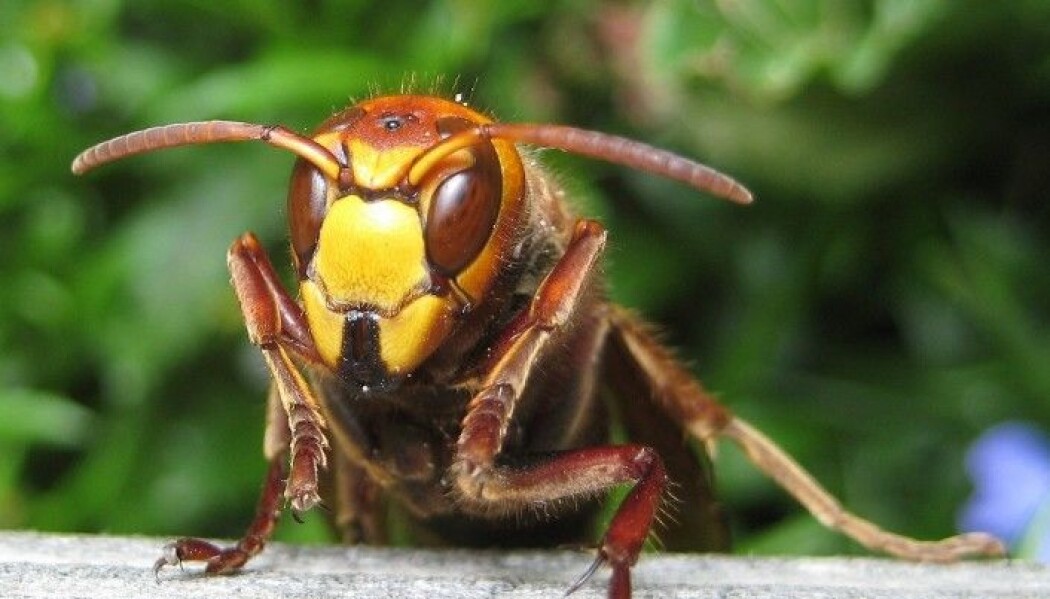 Monstervepsen er egentlig en fredelig type som ikke bryr seg så mye om oss mennesker. Men er du en liten veps eller insekt, ligger du tynt an. Monstervepsen er egentlig en fredelig type som ikke bryr seg så mye om oss mennesker. Men er du en liten veps eller insekt, ligger du tynt an.