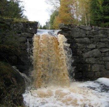 Ferskvann i Norge kan bli enda brunere enn i dag. (Foto: Dag O. Hessen) Ferskvann i Norge kan bli enda brunere enn i dag. (Foto: Dag O. Hessen)
