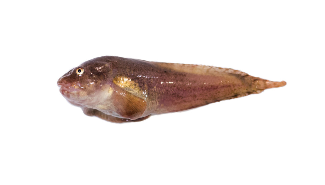 Liparis bathyarcticus, pukkelringbuk, er en fiskeart som finnes i Arktis, men ikke i de varmere delene av Barentshavet eller i Nord-Norge. Som mange andre virkelig Arktiske fiskearter vokser den seg ikke veldig stor. Den er vanligvis under 25 cm lang, og hodet utgjør nesten en tredjedel av størrelsen. Liparis bathyarcticus, pukkelringbuk, er en fiskeart som finnes i Arktis, men ikke i de varmere delene av Barentshavet eller i Nord-Norge. Som mange andre virkelig Arktiske fiskearter vokser den seg ikke veldig stor. Den er vanligvis under 25 cm lang, og hodet utgjør nesten en tredjedel av størrelsen.