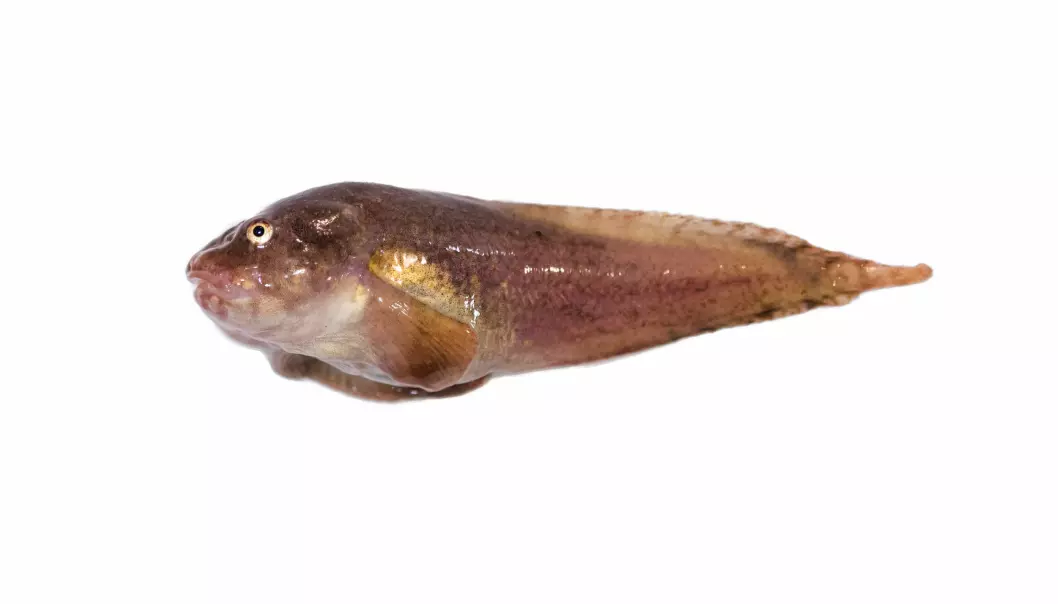 Liparis bathyarcticus, pukkelringbuk, er en fiskeart som finnes i Arktis, men ikke i de varmere delene av Barentshavet eller i Nord-Norge. Som mange andre virkelig Arktiske fiskearter vokser den seg ikke veldig stor. Den er vanligvis under 25 cm lang, og hodet utgjør nesten en tredjedel av størrelsen.