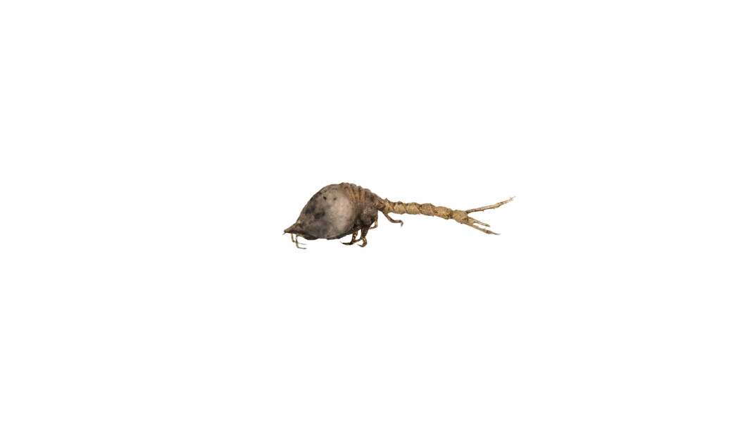 Diastylis goodsiri er en art halekreps som er omtrent 1 cm lang, og som lever på bløtbunn, særlig i nordlige områder, inkludert langs Norskekysten, Svalbard og i de sentrale delene av Barentshavet. Dette er en av de større artene i denne gruppen, og ved oppdagelsen av arten på 1800-tallet trodde man først det var en babyreke. Nå kjenner man til over 1500 arter globalt. Diastylis goodsiri er en art halekreps som er omtrent 1 cm lang, og som lever på bløtbunn, særlig i nordlige områder, inkludert langs Norskekysten, Svalbard og i de sentrale delene av Barentshavet. Dette er en av de større artene i denne gruppen, og ved oppdagelsen av arten på 1800-tallet trodde man først det var en babyreke. Nå kjenner man til over 1500 arter globalt.