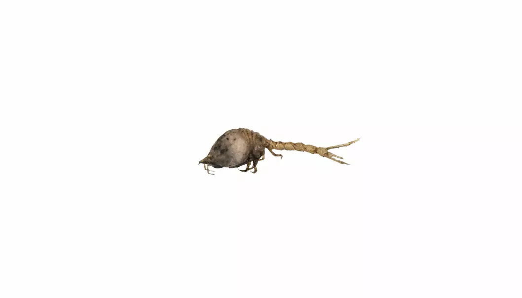 Diastylis goodsiri er en art halekreps som er omtrent 1 cm lang, og som lever på bløtbunn, særlig i nordlige områder, inkludert langs Norskekysten, Svalbard og i de sentrale delene av Barentshavet. Dette er en av de større artene i denne gruppen, og ved oppdagelsen av arten på 1800-tallet trodde man først det var en babyreke. Nå kjenner man til over 1500 arter globalt.