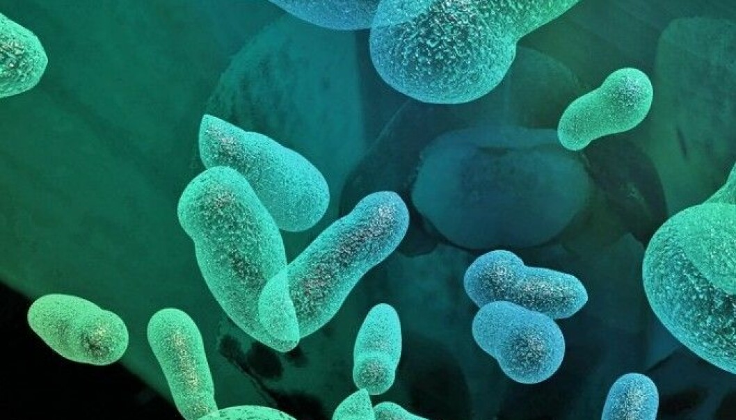 Bakteriecocktailar kan bli framtidas medisin
