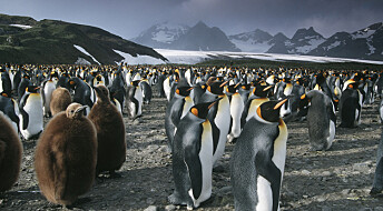 Pingviner var klima-verstinger