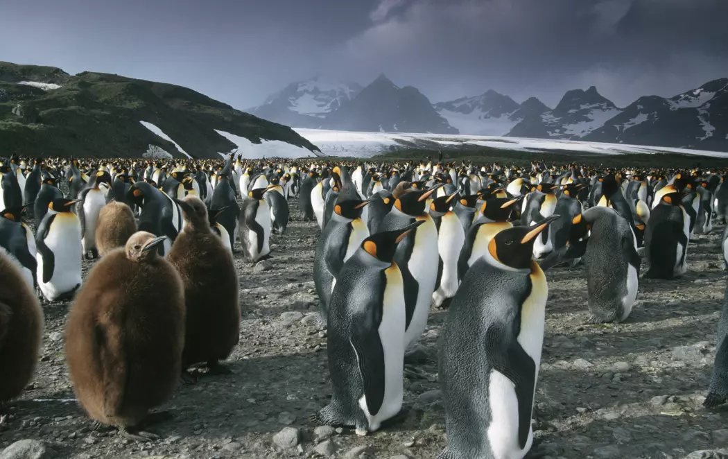 En koloni med kongepingviner på Sør-Georgia nær Antarktis.