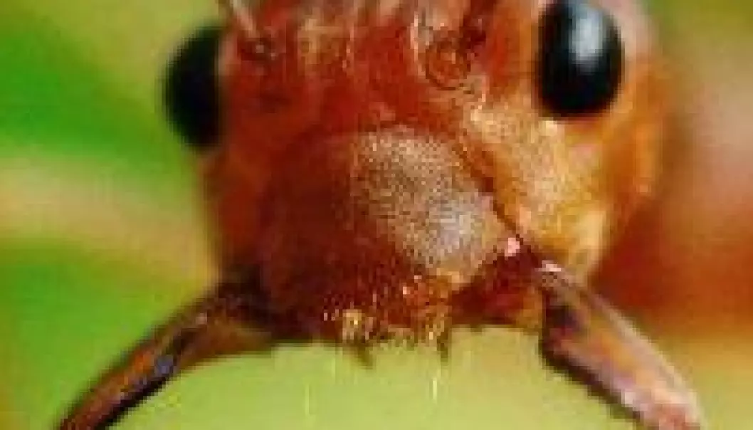 Dropp sprøytemidlene – bruk maur