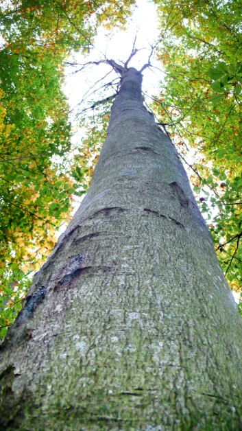 Bøk angrepet av Phytopthora cambivora i bøkeskogen i Larvik. (Foto: Venche Talgø) Bøk angrepet av Phytopthora cambivora i bøkeskogen i Larvik. (Foto: Venche Talgø)