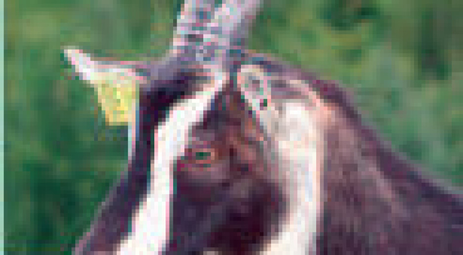 Tvilsom nytte av ny test på geit