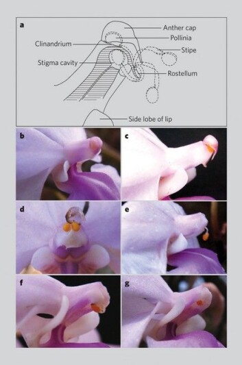 "A: Blomstens forskjellige deler og bevegelsen (stiplede linjer). B-C: Bevegelsen fotografert trinn for trinn." "A: Blomstens forskjellige deler og bevegelsen (stiplede linjer). B-C: Bevegelsen fotografert trinn for trinn."