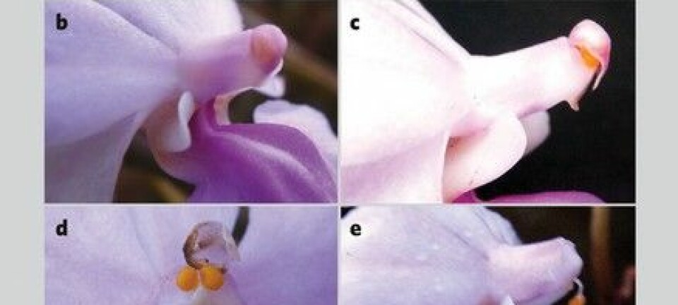 "A: Blomstens forskjellige deler og bevegelsen (stiplede linjer). B-C: Bevegelsen fotografert trinn for trinn."