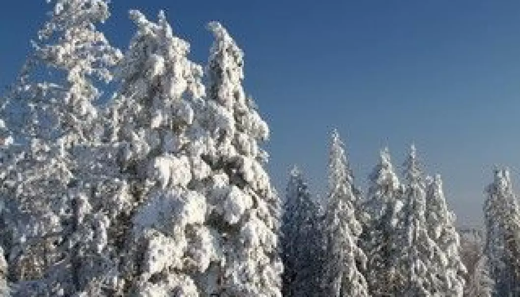 Trær i Norge under siste istid