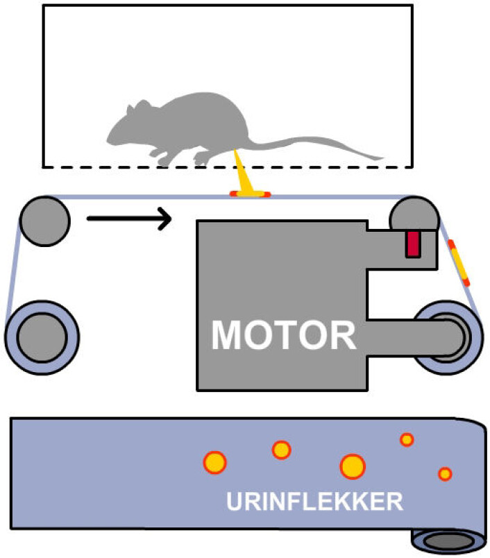 Automated Voided Stain on Paper (aVSOP): Slik blir urinflekkene fra musene samlet på en strimmel som glir forbi. Strimmelen inneholder et pigment som farges sterkt rosa av urinen. (Foto: (Figur: forskning.no, etter opprinnelig figur fra artikkel i Nature Communications)) Automated Voided Stain on Paper (aVSOP): Slik blir urinflekkene fra musene samlet på en strimmel som glir forbi. Strimmelen inneholder et pigment som farges sterkt rosa av urinen. (Foto: (Figur: forskning.no, etter opprinnelig figur fra artikkel i Nature Communications))