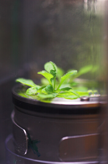 Vårskrinneblom, Arabidopsis thaliana, brukes av forskere over hele verden, og på romstasjonen. (Foto: N-USOC/B. Pedersen) Vårskrinneblom, Arabidopsis thaliana, brukes av forskere over hele verden, og på romstasjonen. (Foto: N-USOC/B. Pedersen)
