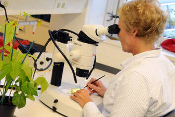 Avdelingsingeniør Karin Westrum studerar nyttesopp mot spinnmidd. (Foto: Neil Davey) Avdelingsingeniør Karin Westrum studerar nyttesopp mot spinnmidd. (Foto: Neil Davey)