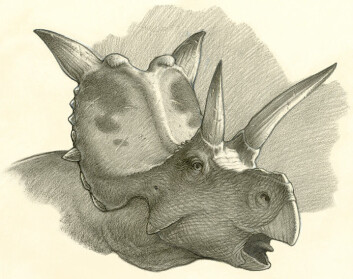 Xenoceratops hadde godt med pynt langs bakhodet. Den kan ha blitt brukt til beskyttelse, til å tiltrekke seg en partner, eller kanskje til begge deler. (Foto: (Bilde: Mark Schultz)) Xenoceratops hadde godt med pynt langs bakhodet. Den kan ha blitt brukt til beskyttelse, til å tiltrekke seg en partner, eller kanskje til begge deler. (Foto: (Bilde: Mark Schultz))