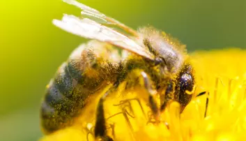 Bier uten høyre antenne kan ikke skille venn fra fiende