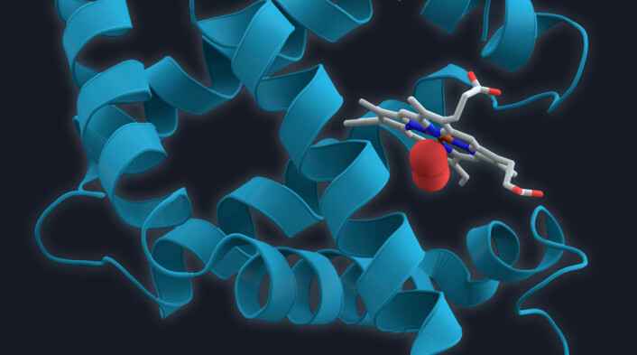 Modell av myoglobin, et protein som finnes i muskler, laget etter kartlegging med røntgenkrystallografi. (Foto: (Figur: Aza Toth, Wikimedia Commons))