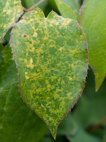 Bispelue (Epimedium spp.) kan vise tydelige symptomer på virusinfeksjon ved angrep av rattelvirus. (Foto: Venche Talgø) Bispelue (Epimedium spp.) kan vise tydelige symptomer på virusinfeksjon ved angrep av rattelvirus. (Foto: Venche Talgø)