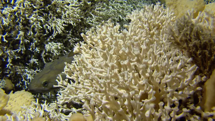 Fisk trives i korallrevene. Her har en brosme sneket seg bak noen Lophelia-koraller som ligger på rundt 160 meters dyp på korallrevet nordvest av Sørøya. (Foto: Pål Buhl-Mortensen, Havforskningsinsituttet) (Foto: Pål Buhl-Mortensen, Havforskningsinsituttet)