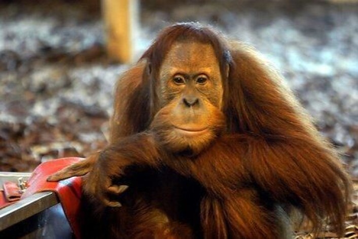 Faktisk stammer vi ikke fra apene. Vi har en felles stamfar med apene, som senere er blitt til både orangutanger og mennesker. (Foto: Colourbox) Faktisk stammer vi ikke fra apene. Vi har en felles stamfar med apene, som senere er blitt til både orangutanger og mennesker. (Foto: Colourbox)
