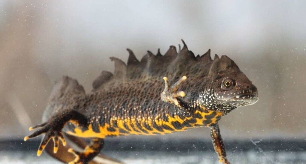 Storsalamander hann. Ofte finn vi salamander i tun- eller vatningsdammar og skogsdammar. Dei er rovdyr som et insekt, meitemark og andre småkryp. Storsalamander hann. Ofte finn vi salamander i tun- eller vatningsdammar og skogsdammar. Dei er rovdyr som et insekt, meitemark og andre småkryp.