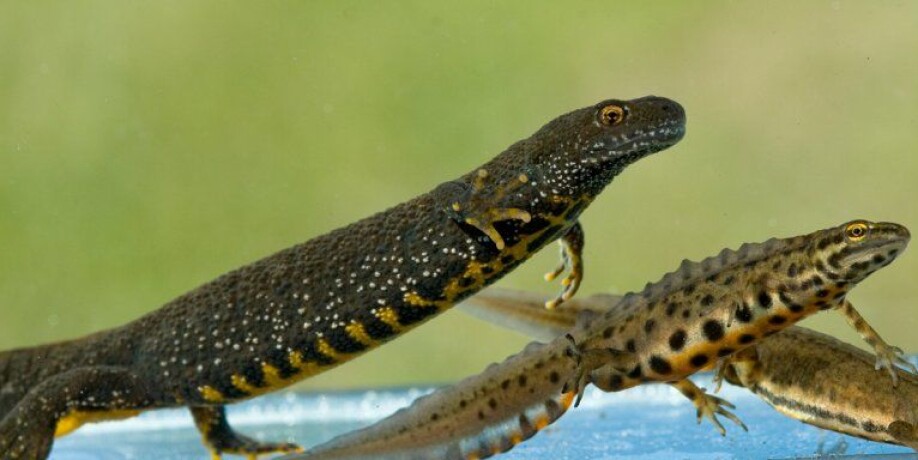 Storsalamander (til venstre) og småsalamander.