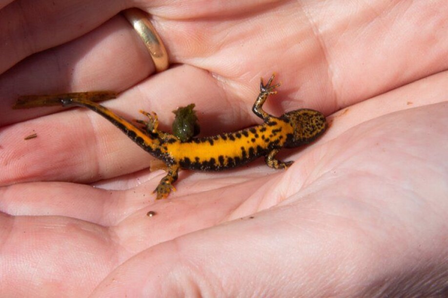 Ein ung storsalamander hann.