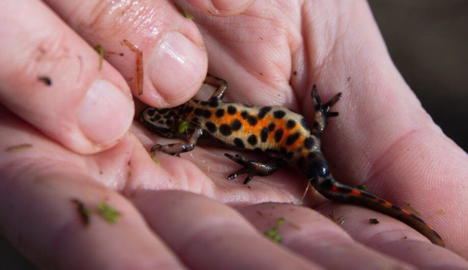 Ein ung småsalamander-hann, truleg rundt 3 år. Småsalamanderen blir kjønnsmoden ved 2-årsalderen.